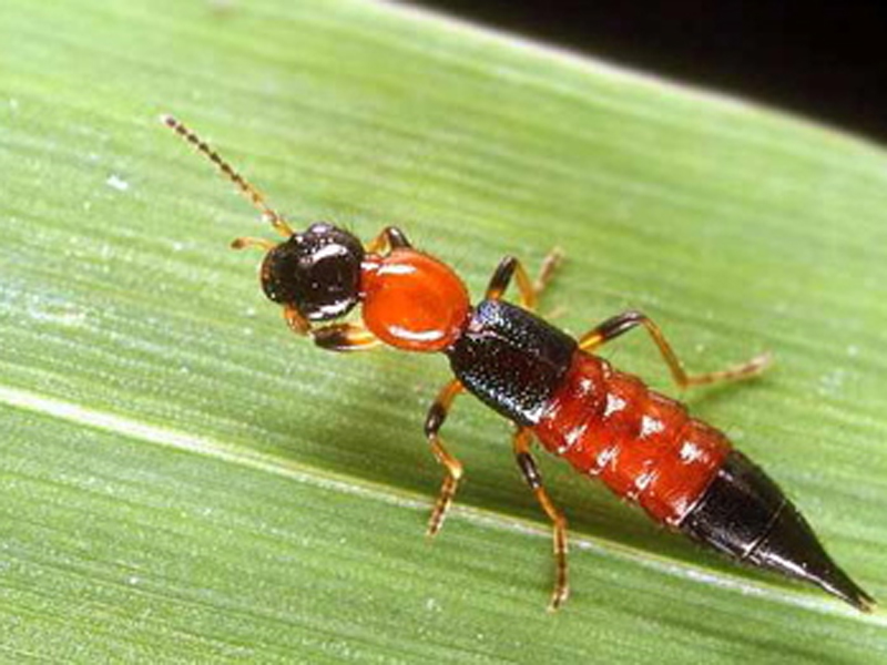 Contoh Serangga Tomcat